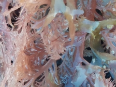 Plocamium cartilagineum