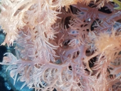 Plocamium cartilagineum