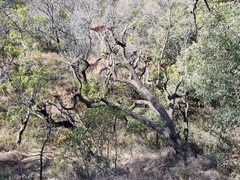 Cussonia transvaalensis