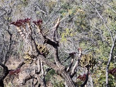 Cussonia transvaalensis