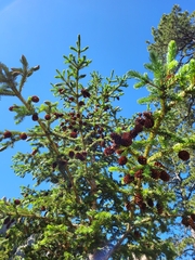 Picea glauca densata