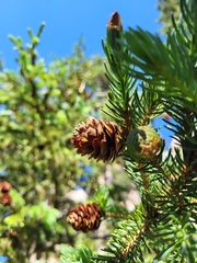 Picea glauca densata