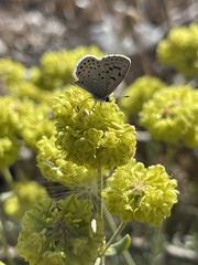 Euphilotes glaucon comstocki