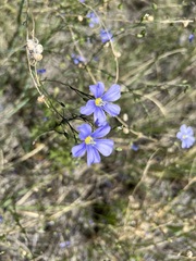 Linum lewisii