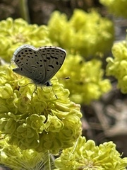 Euphilotes glaucon comstocki