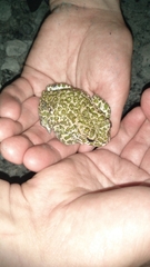 Bufotes viridis viridis