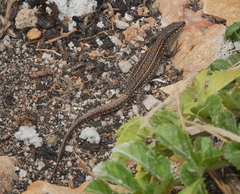 Podarcis carbonelli berlengensis