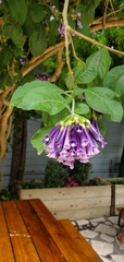 Iochroma cyaneum