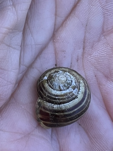 Blijedousni živičnjak (Cepaea hortensis)