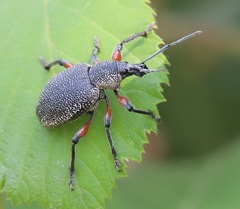 Otiorhynchus cardiniger