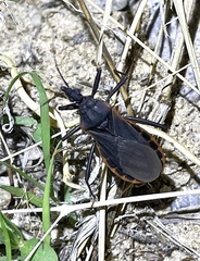Triatoma rubida
