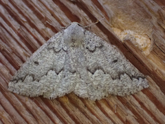 Sabulodes packardata