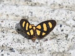 Pseudeuchromia