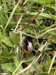 Bombus lapidarius
