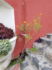 Tagetes erecta