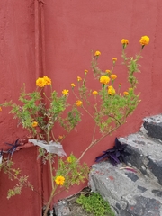 Tagetes erecta