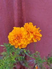 Tagetes erecta