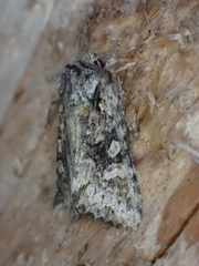 Lacinipolia cuneata