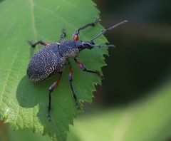 Otiorhynchus cardiniger
