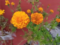 Tagetes erecta