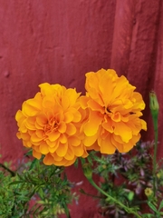 Tagetes erecta