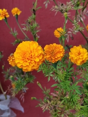 Tagetes erecta