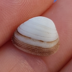 Striarca lactea