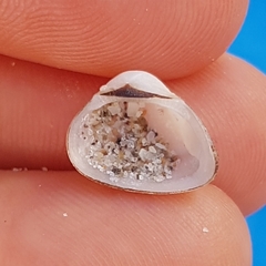 Striarca lactea
