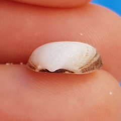 Striarca lactea