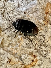 Adomerus biguttatus