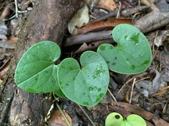 Hexastylis virginica