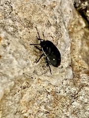 Adomerus biguttatus