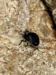 Adomerus biguttatus