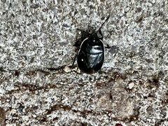 Adomerus biguttatus