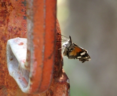 Libytheana carinenta