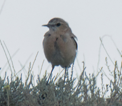 Oenanthe isabellina