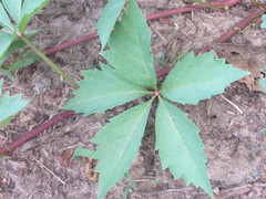 Parthenocissus quinquefolia