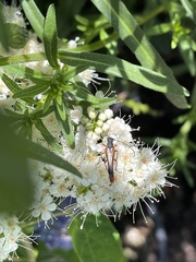 Neobellamira delicata