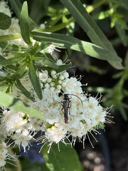Neobellamira delicata