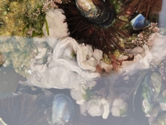 Lithophyllum incrustans