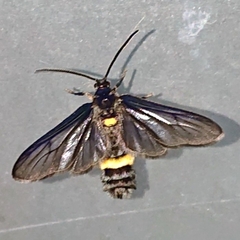 Psichotoe duvaucelii