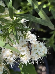 Neobellamira delicata