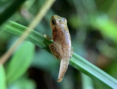 Pseudacris crucifer