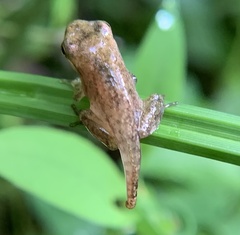 Pseudacris crucifer