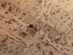 Camponotus variegatus