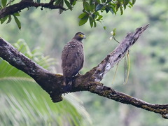 Spilornis holospilus