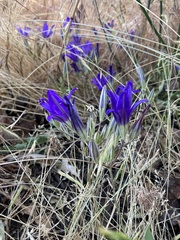 Brodiaea coronaria