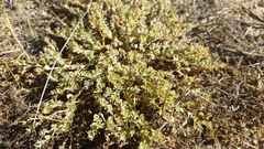 Euphorbia polycarpa polycarpa
