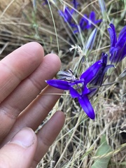 Brodiaea coronaria