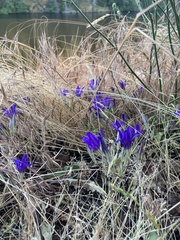 Brodiaea coronaria